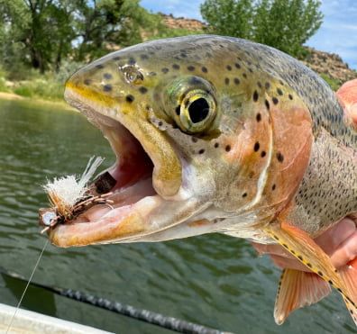 Rainbow trout with dry fly in mouth