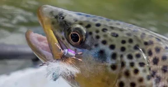 Close up of trout hopper fly